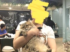 -安格丽娜·狗咖·猫咖羊驼咖(春熙路百盛商场店)