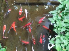 -旺顺阁鱼头泡饼(小红门店)