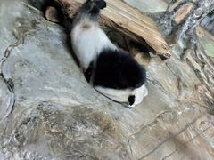 -海南热带野生动植物园