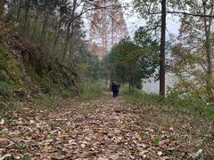 -素山寺森林公园