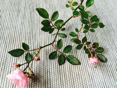 -煮雨小筑(斜塘老街店)
