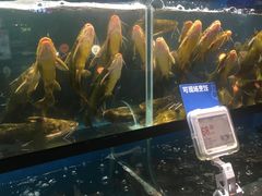 -盒马鲜生(曜一城店)