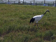-盐城丹顶鹤湿地生态旅游区