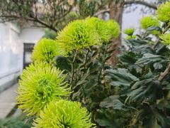 -杭州植物园