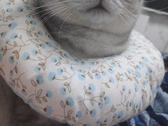 -伟伟宠物医院·瑞派猫友好医院·猫科(光谷店)