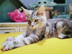 -十年猫舍·猫咪专门店(普陀店)
