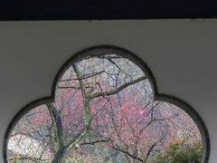-香雪海