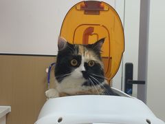 -瑞派康怡24h宠物医院·犬猫医疗中心·微创绝育(瑞景分院)