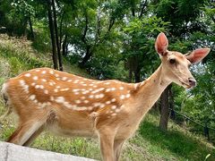 -大连森林动物园