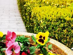 -青岛海景花园大酒店·白果树餐厅青岛菜