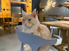 -豆逗聊愈猫阁Easy Life