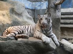 -清迈夜间动物园