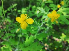 -长白岛森林公园