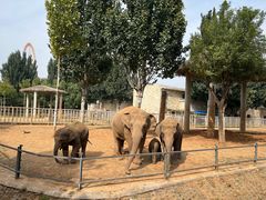 -石家庄市动物园