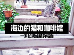 -海边的猫和咖啡馆