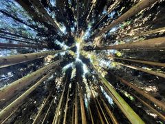 -武陵山森林公园