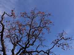 -井塘古村