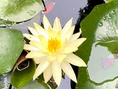 -秋霞圃