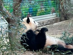 -灵玲国际马戏城