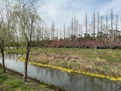 -上海长兴岛郊野公园