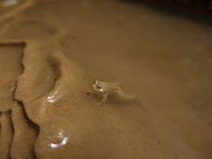 -中岜朗天坑(CV GEO INDO RAYA)