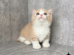 -小猫来了·猫舍(红山六九七九店)