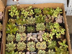 -循礼门鲜花花市(武汉循礼门店)