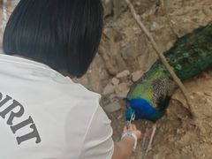 -栾川竹海野生动物园