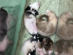 -藦茜花园宠物主题亲子互动体验馆(国顺东路店)