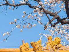 -故宫博物院(故宫)