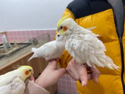 -Moni星球萌宠·小马宝莉·灵蛇·高端高阶全萌宠互动体验俱乐部(红豆国际广场店)