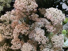 -花草间花行(法华镇路店)