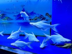-大明湖海底世界