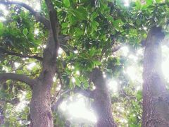 android_upload_pic-叶家花园