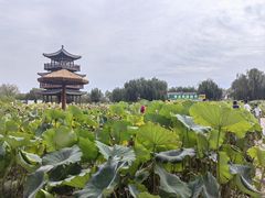 -白洋淀景区