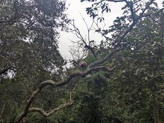 -野象谷景区