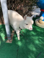 -萌宠亲子动物乐园(槐房万达店)