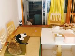 -猫在这儿猫咪咖啡馆·撸猫馆