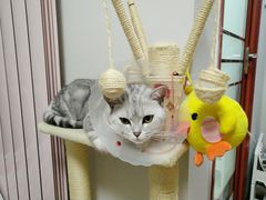 -佳怡动物医院·平价24小时·猫专科骨外科