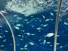 -上海海洋水族馆