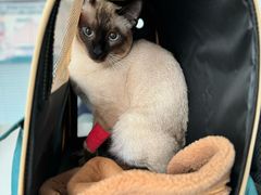 -瑞派福兴宠物医院犬猫全科·骨科·中西医结合(河东店)