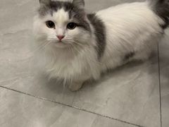 -MOYOYO猫咪咖啡店