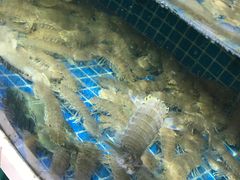 -闽鲜森霞浦海鲜城
