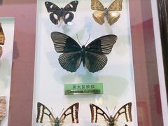 -上海昆虫博物馆