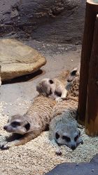 -Zoolung Zoolung动物主题公园(海信广场店)