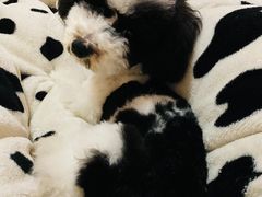 -宠爱多约克夏马尔济斯泰迪小型犬专卖