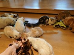 -猫腻·猫咖·撸猫馆(星光大道店)