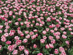 -上海鲜花港