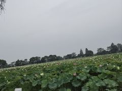-陶辛水韵
