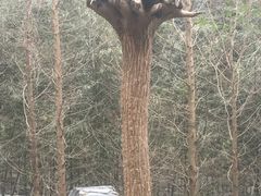 -都江堰中华大熊猫苑